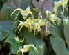 Epimedium lishihche...